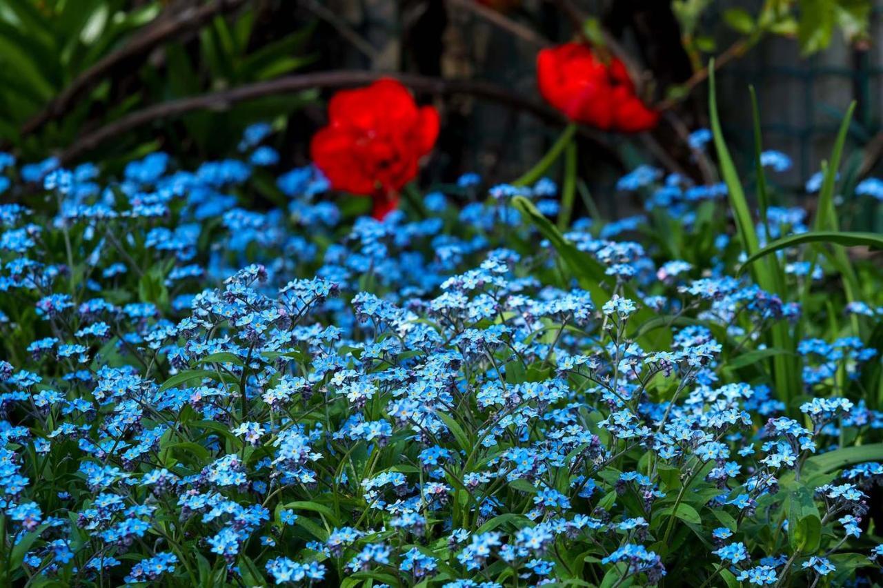 Ventspils Garden House Apartment ภายนอก รูปภาพ
